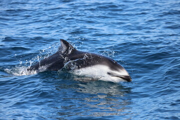 dolphin jumping out of water, Pacific White-sided dolphin