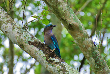 Indochinese Roller bird