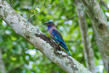 Indochinese Roller bird