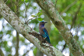 Indochinese Roller bird