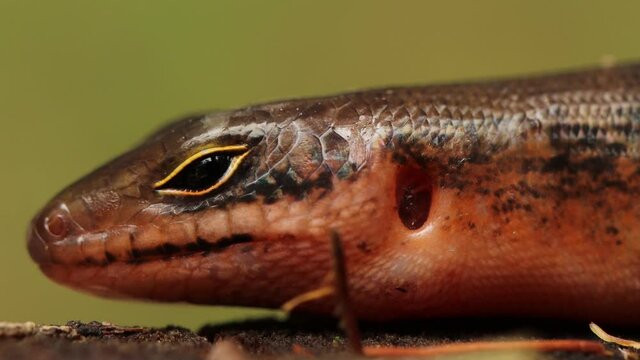 Close up video of Head's Sphenomorphus loriae from Indonesian New Guinea