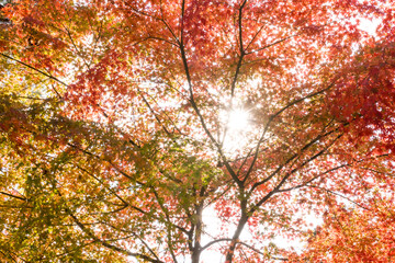 Fototapeta premium (自然ｰ紅葉)赤く染まるもみじ１２