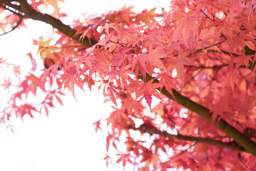 Obraz premium (自然ｰ紅葉)赤く染まるもみじ１１