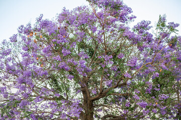 Canopy of jacaranda trees with a lot of purple flowers