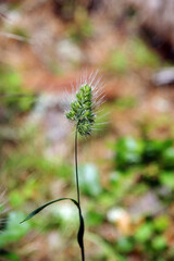 Close-up macro view of a single grass panicle in a California coastal mountain forest