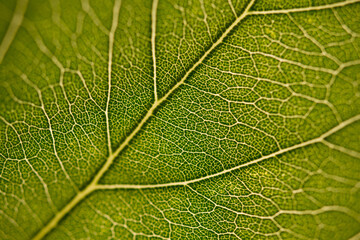 Green leaf macro of its surface