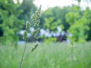 spikelet in the grass in the city park.