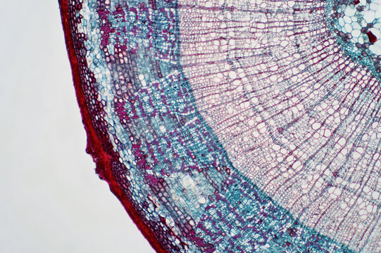Cross sections of plant stem under light microscope view.