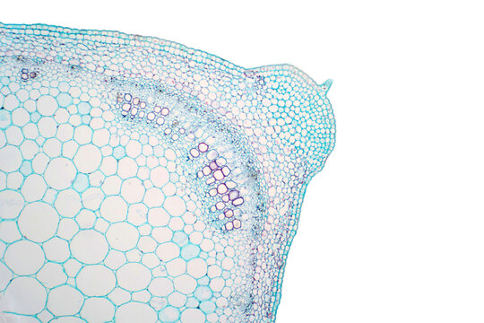 Cross sections of plant stem under light microscope view.