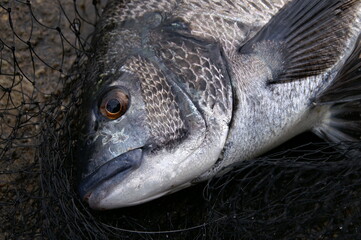 Japanese most popular sea fish “Kurodai(Chinu)” 精悍で若武者のような黒鯛（チヌ）の横顔を撮影した写真。 - obrazy, fototapety, plakaty
