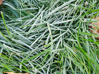 morning frost on autumn grass, copy space, selective focus. Early winter texture.