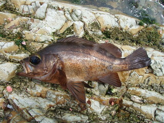 Japanese most popular sea rockfish “MEBARU” 磯釣りで仕留められた良型クロメバル魚体画像。