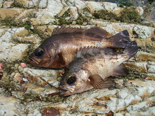 Japanese most popular sea rockfish “MEBARU”. 磯の上で並べた2尾のクロメバル。