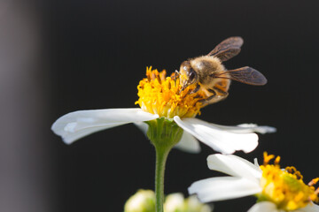 Closeup to a small bee looking for pollen in a white and yellow small flower