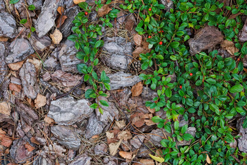 Green leaves and tree bark, background. Summer
