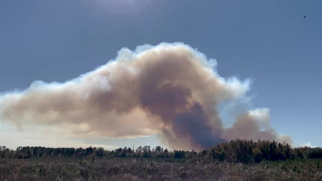 Pan of a controlled Forest fire smoke clouds from a distance
