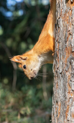 The Eurasian red squirrel (Sciurus vulgaris) in the 