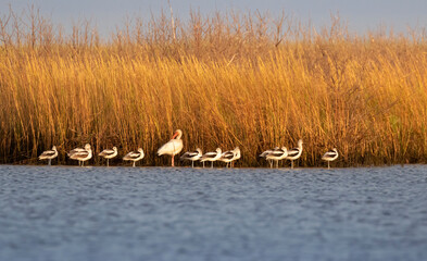 The flock of American avocets and white ibis are resting on ocean shore, Galveston Island, Texas, USA
