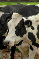 image of italian dairy cow heads