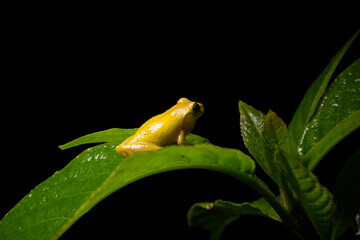 Ranas endémicas del chocó andino en Mindo, Ecuador