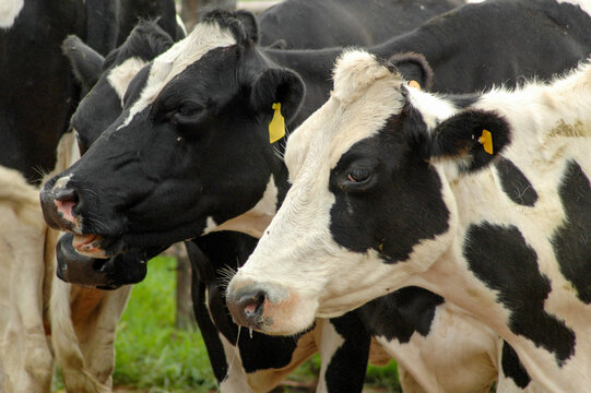 image of italian dairy cow heads