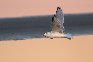 Ring-billed gull ( Larus delawarensis) flying over the beach with caught the snake eel