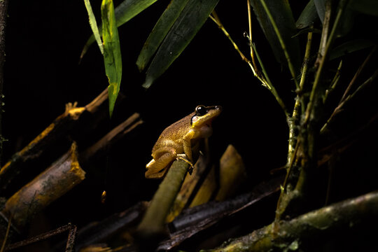 Ranas end&eacute;micas del choc&oacute; andino en Mindo, Ecuador