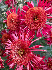 red chrysanthemum flowers close up.