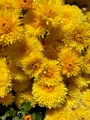 yellow chrysanthemum flowers background.