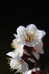 Fototapeta premium White plum flowers from the grove shining under the sun light of the early spring. 早春の日差しを浴びて輝く白い梅の花と花枝。 