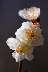 Fototapeta na wymiar White plum flowers from the grove shining under the sun light of the early spring. 早春の日差しを浴びて輝く白い梅の花と花枝。 