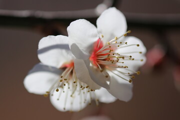plum flowers from the grove in early spring. 早春の晴れた日にマクロ接写撮影した白梅の花。