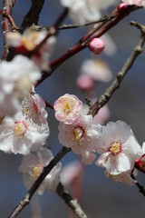 White plum flowers from the grove shining under the sun light of the early spring. 早春の日差しを浴びて輝くピンクと白い梅の花と花枝。