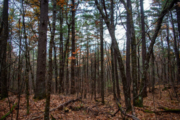 Hardwood forest in fall