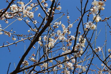 Japanese plum grove under the blue sky