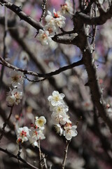 Japanese plum grove under the blue sky. 早春の晴れた日に撮影した白い花が咲き誇る梅林。