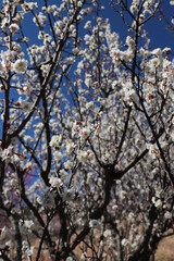 Japanese plum grove under the blue sky. 早春の晴れた日に撮影した白い花が咲き誇る梅林。
