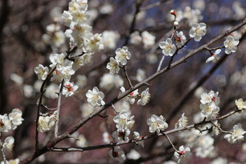 Japanese plum grove under the blue sky. 早春の晴れた日に撮影した白い花が咲き誇る梅林。