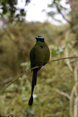 HAbitat de pajaro