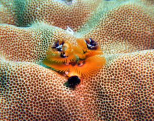 Christmas tree worm, Spirobranchus giganteus Boracay Island Philippines 