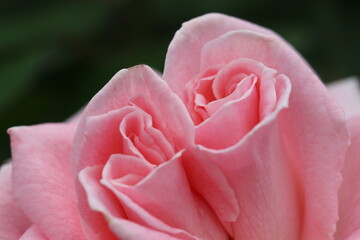 Gorgeous colorful rose flowers macro closeup. ピンクの花びら、桃色のバラの花のマクロ接写画像。