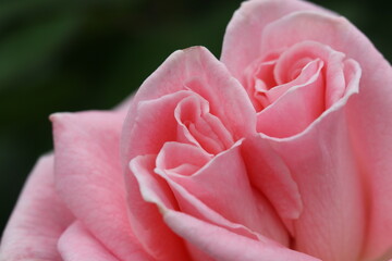 Gorgeous colorful rose flowers macro closeup. ピンクの花びら、桃色のバラの花のマクロ接写画像。