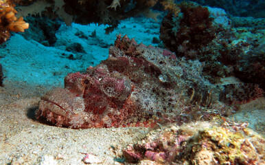 Fototapeta na wymiar A Bearded Scorpionfish resting under a rock Boracay Island Philippines