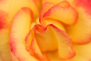 Fototapeta na wymiar Gorgeous colorful rose flowers macro closeup