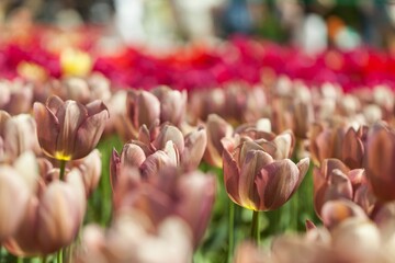 beautiful natural bunch of flower tulips in garden