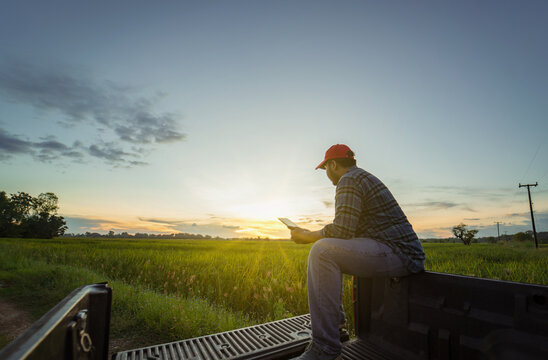 A Male Asian Farmer Sits In The Back Of A Pickup Truck Using Information On Tablet Computer To Plan His Work For The Harvest In The Rice Fields The Evening Sunset.