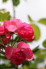Gorgeous elegant pink color rose. 濃いピンク色のバラの花枝。