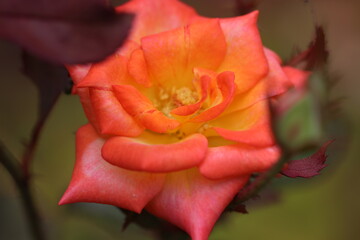 Gorgeous and classy color rose flower. クラシカルな赤とオレンジのグラデーションがとても美しいバラの花のマクロ接写写真。