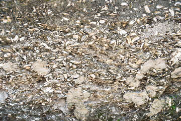 coquina solid wall background