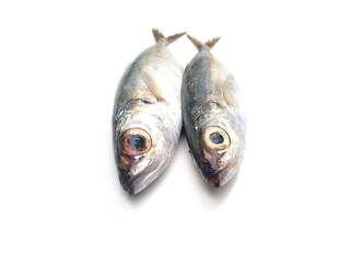 Horse Mackerel fish isolated on white background, selective focus